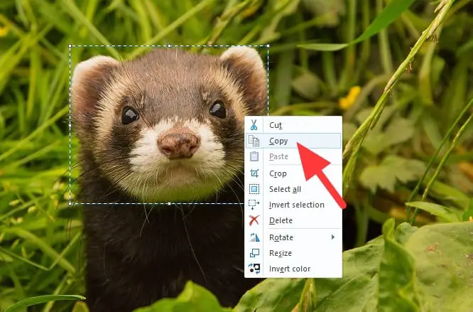 copy 2 - How to Put a Transparent Image Over Another Image in Paint 13
