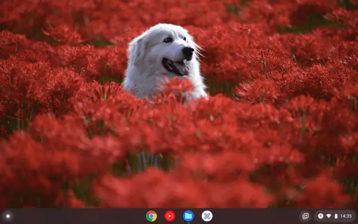 How to Change Chromebook Wallpaper with Your Own Photo