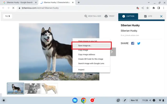 Screenshot 2022 11 18 11.26.50 - How to Save Images from the Web to Your Chromebook 9