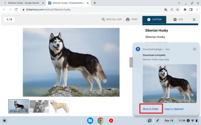 Screenshot 2022 11 18 11.39.21 - How to Save Images from the Web to Your Chromebook 13