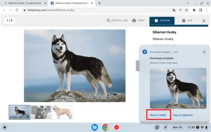 Screenshot 2022 11 18 11.39.21 - How to Save Images from the Web to Your Chromebook 13